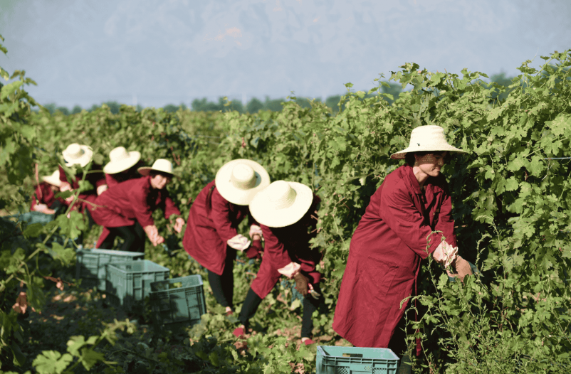 Photo for: China's Wine Demand: Trends And Opportunities For International Wineries In 2025